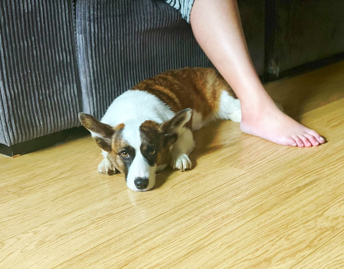 A brindle-colored corgi relaxes next to a person in their pyjamas