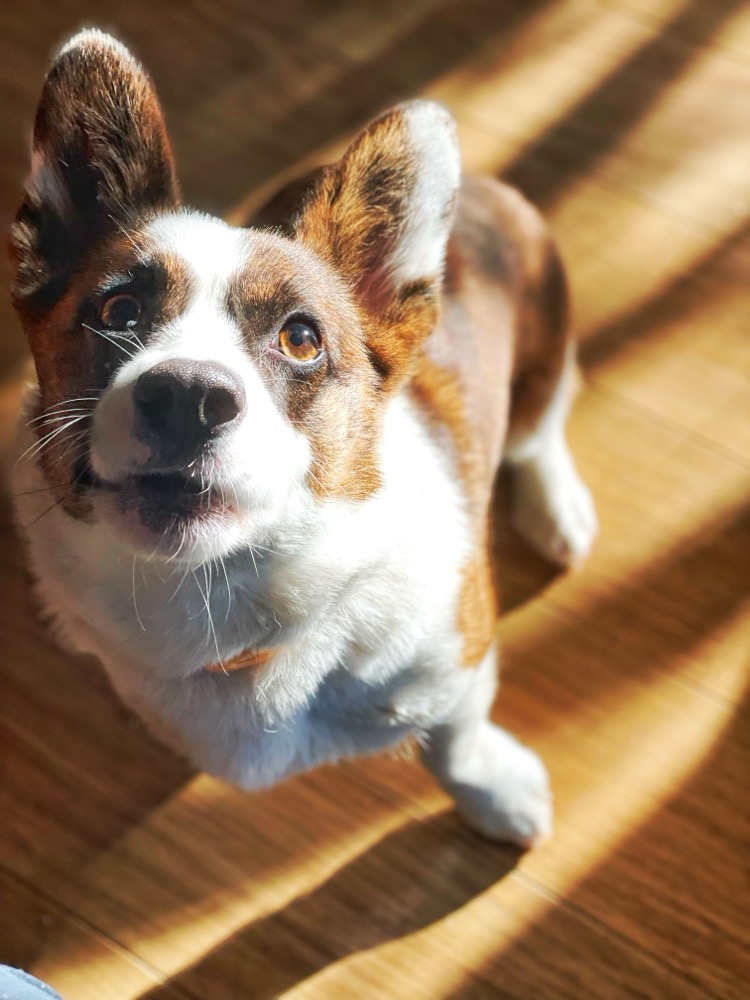 A corgi looks up at a treat dangling just out of view