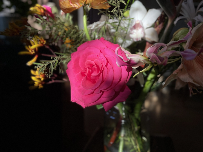 A bright pink rose among flowers sits in the sunlight