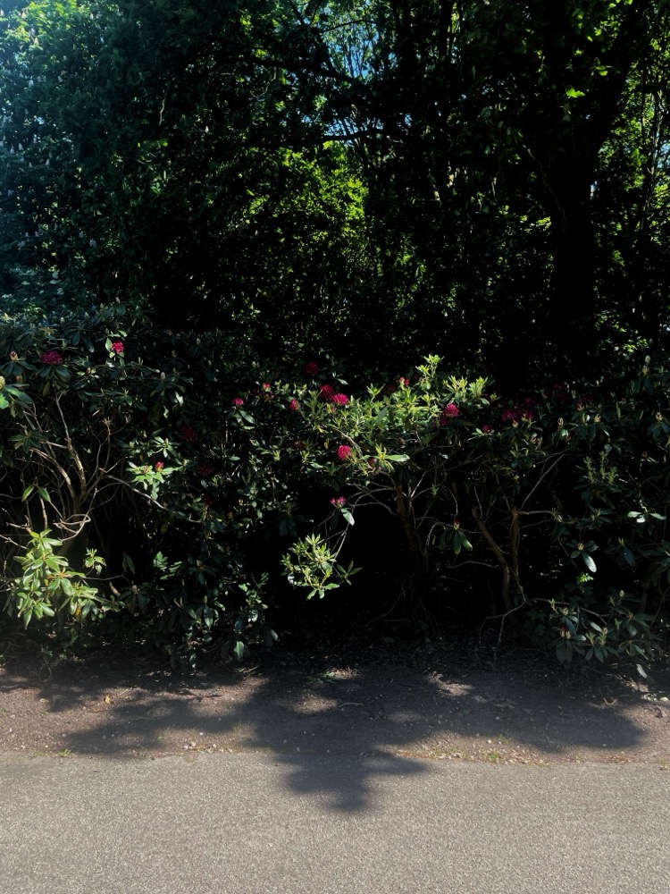 Colourful pink flowers in bloom at Flevopark in Amsterdam