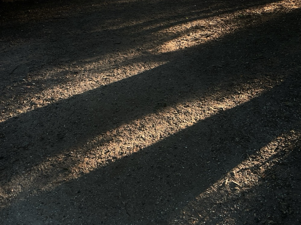 A path in Amsterdam's Flevopark lights up where the dark shade of trees doesn't reach