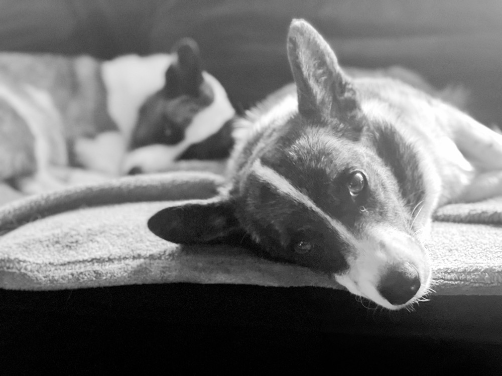 Two brindle corgi sisters chilling on the sofa looking at the camera